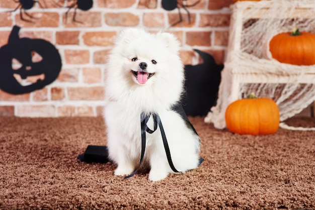 Foto gratuita vista frontal del pomerania feliz en tiempo de halloween