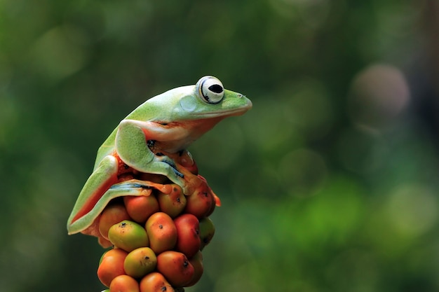 Foto gratuita vista frontal de la rana arborícola de java en fruta naranja