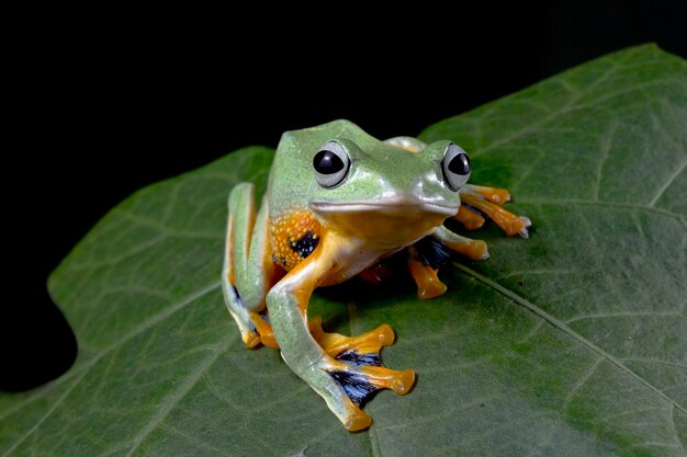 Vista frontal de la rana arborícola de Java en hojas verdes Flying frog sentado en hojas verdes