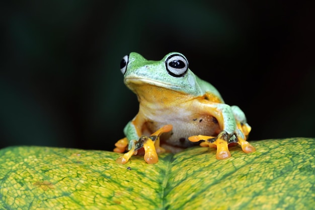 Vista frontal de la rana arborícola de Java en hojas verdes Flying Frog sentado sobre hojas verdes Rhacophorus reinwrdtii