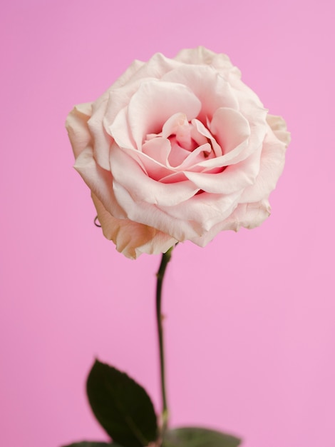 Vista frontal de rosa delicada fresca