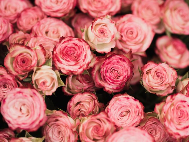Vista frontal de rosas románticas