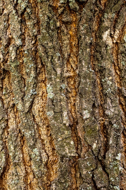 Vista frontal de la textura de la corteza de los árboles