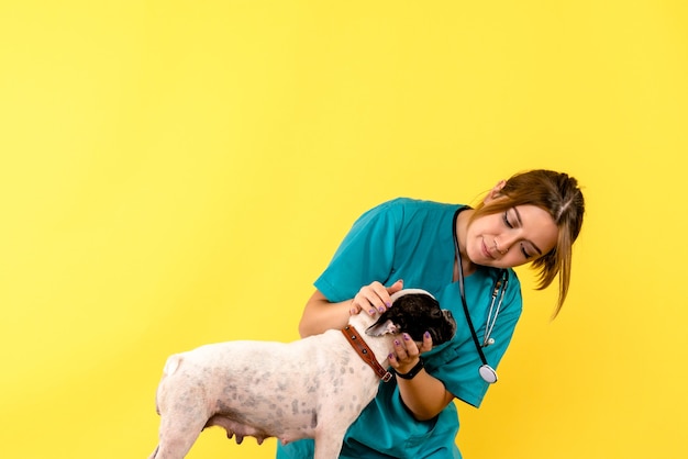 Foto gratuita vista frontal del veterinario femenino observando perrito en la pared amarilla