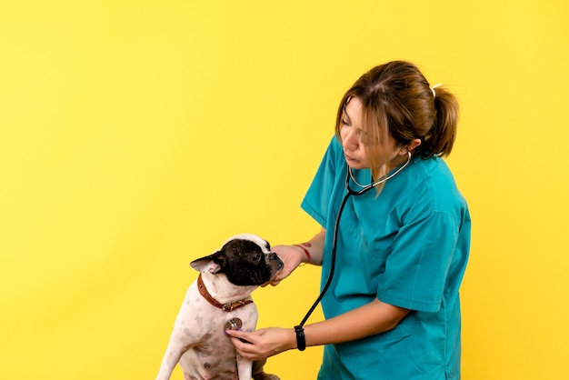 Vista frontal del veterinario femenino observando perrito en la pared amarilla