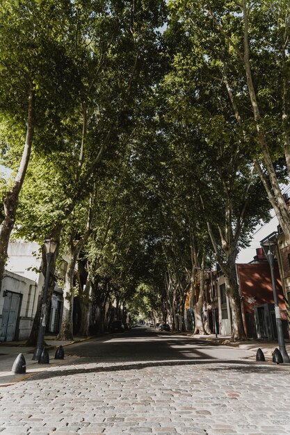 Vista frontal de la vista de la calle de la ciudad con árboles y edificios