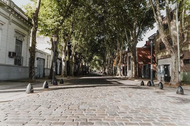 Vista frontal de la vista de la calle de la ciudad con árboles