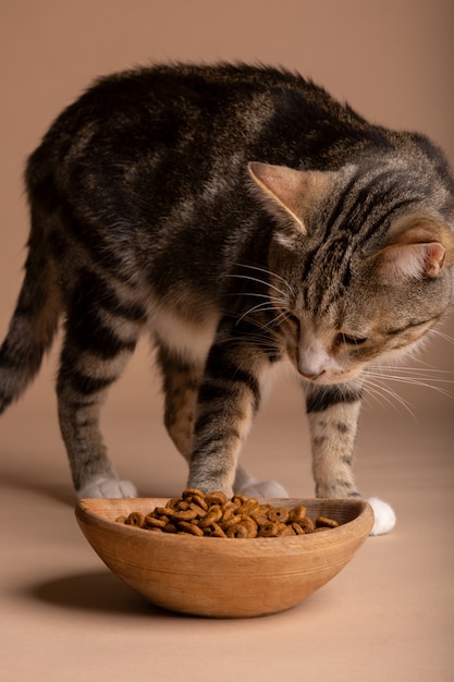 Foto gratuita vista del gato comiendo comida de un tazón