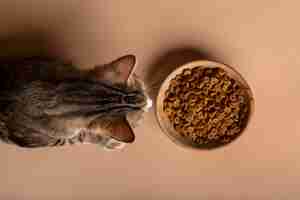 Foto gratuita vista del gato comiendo comida de un tazón