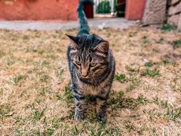 Vista de un gato curioso en busca de algo interesante en un hermoso jardín