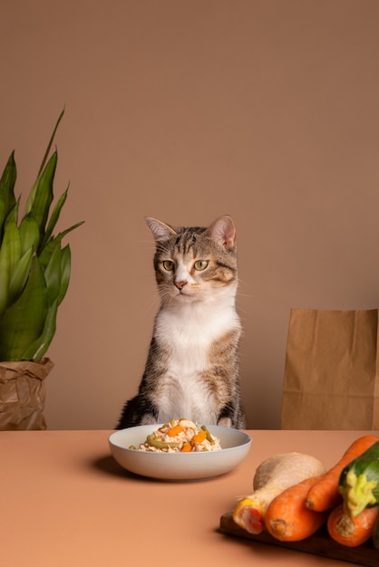 Foto gratuita vista de gato con plato de comida.