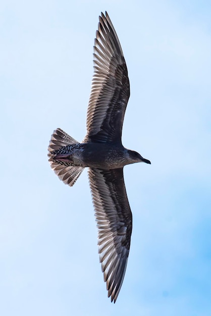 Foto gratuita vista de gaviota voladora desde abajo