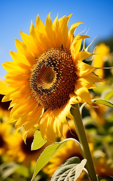 Foto gratuita vista del girasol en flor