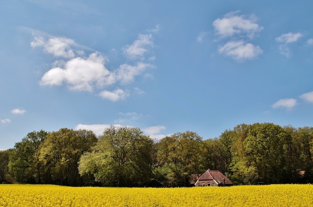 Vista de una hermosa casa en un campo cubierto de flores y árboles en los Países Bajos