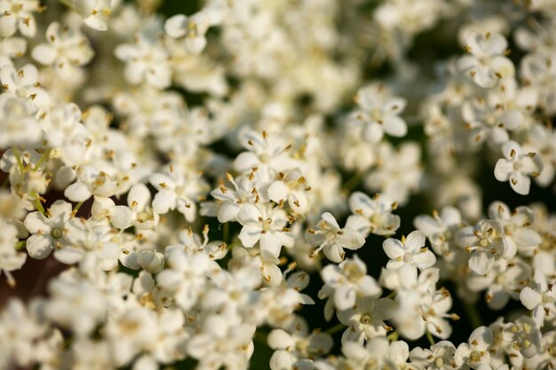 Vista de hermosas flores borrosas