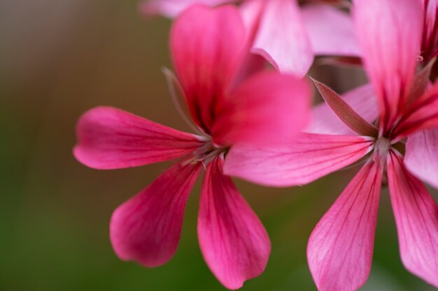 Vista de hermosas flores borrosas