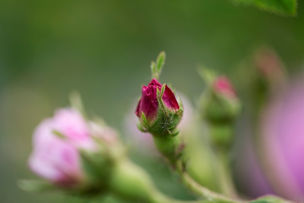 Vista de hermosas flores borrosas