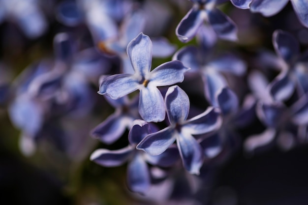 Foto gratuita vista de hermosas flores borrosas