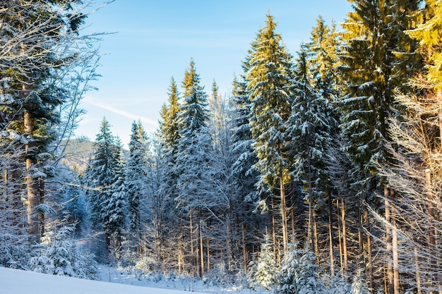 Vista de hermosas montañas nevadas, bosques