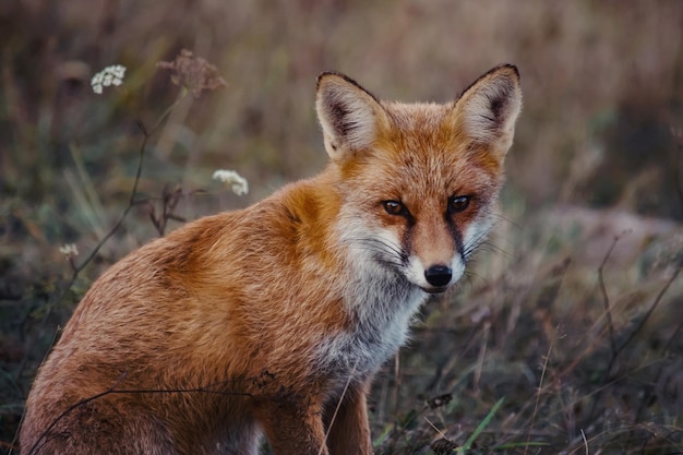 Foto gratuita vista de un hermoso zorro peludo en el bosque