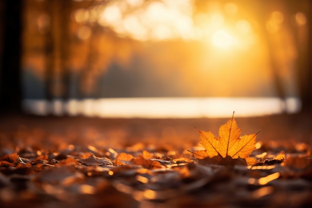 Foto gratuita vista de hojas secas de otoño caídas en el pavimento de la calle