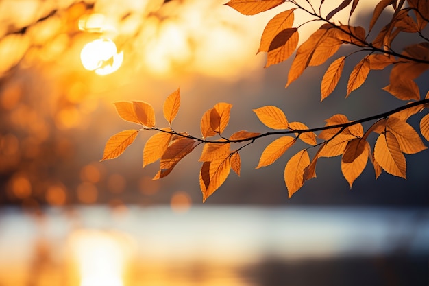 Vista de hojas secas de otoño