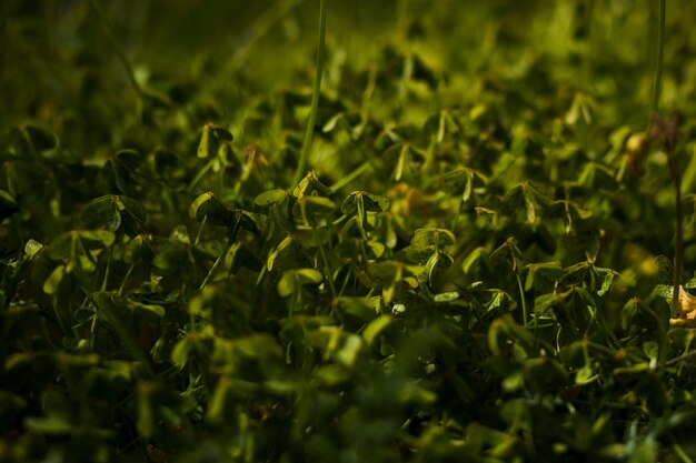 Vista de hojas verdes en el fondo