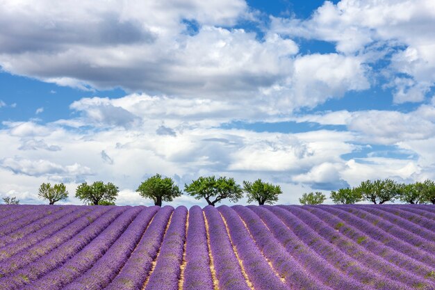 Vista horizontal del campo de lavanda, Francia, Europa