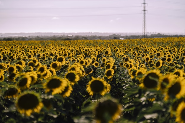 Vista horizontal de hermosos campos de girasoles en un buen día