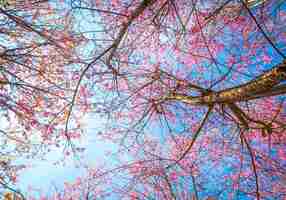 Foto gratuita vista inferior del árbol con flores rosas