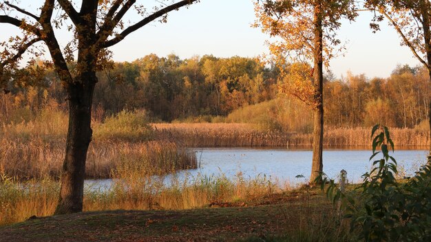 Vista de un lago rodeado de pastos secos y árboles en el bosque durante la puesta de sol