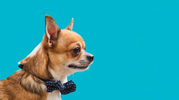 Vista lateral amigable perro con arco azul espacio de copia
