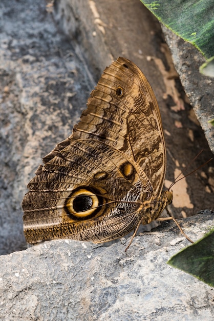 Vista lateral búho mariposa en roca