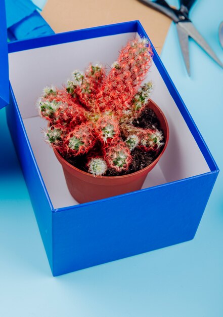 Vista lateral de un cactus en una maceta en una caja de cartón sobre fondo azul.