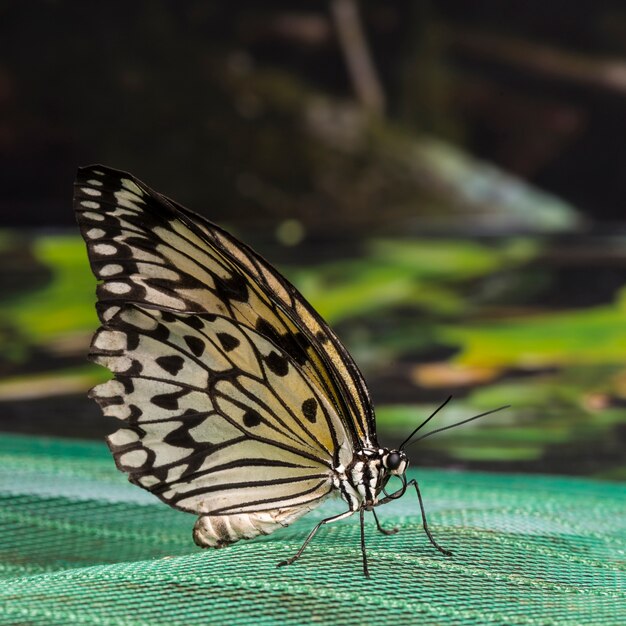 Vista lateral cerca de una mariposa amarilla detallada