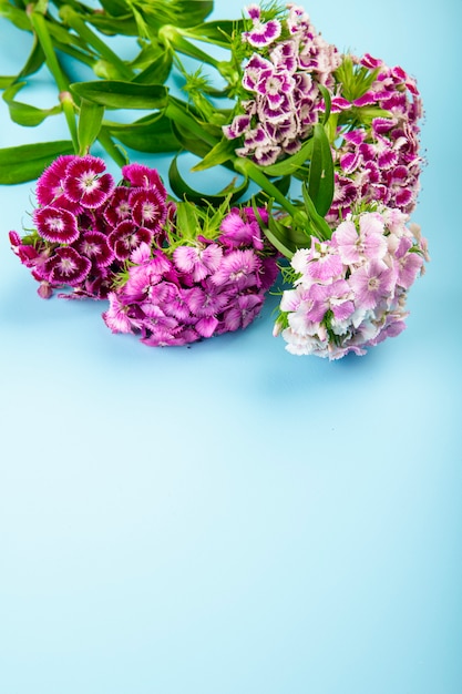 Vista lateral de color púrpura dulce William o flores de clavel turco aisladas sobre fondo azul con espacio de copia