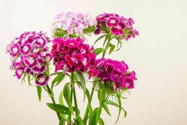 Vista lateral de color púrpura dulce William o flores de clavel turco aisladas sobre fondo blanco