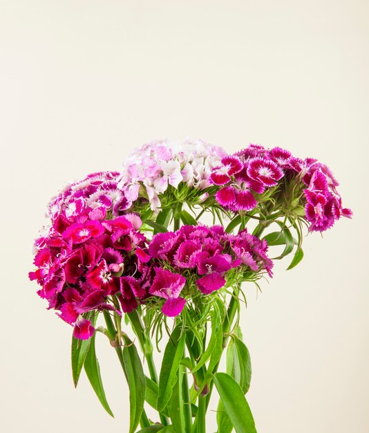 Vista lateral de color púrpura dulce William o flores de clavel turco aisladas sobre fondo blanco
