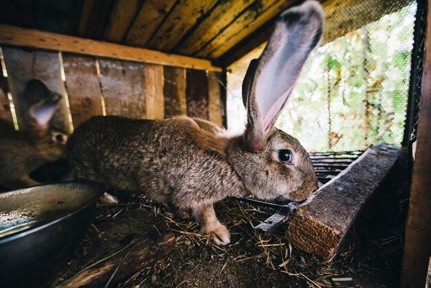 Vista lateral de un conejo en la jaula.