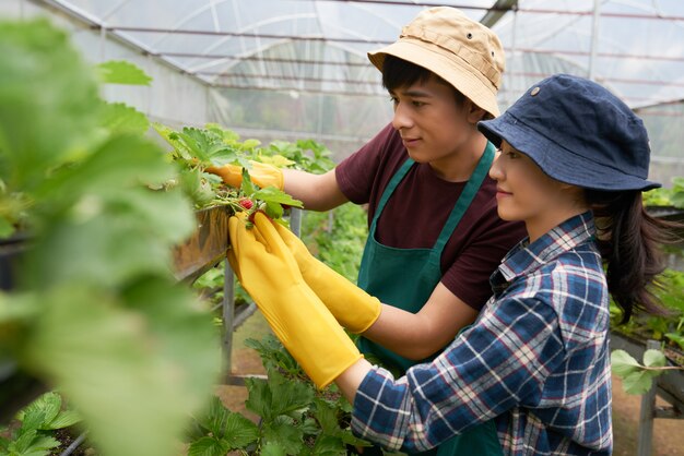 Vista lateral de dos jóvenes agricultores que cultivan fresas en un invernadero