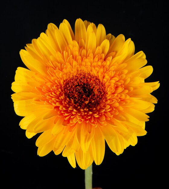 Vista lateral de la flor de gerbera de color amarillo aislada sobre fondo negro