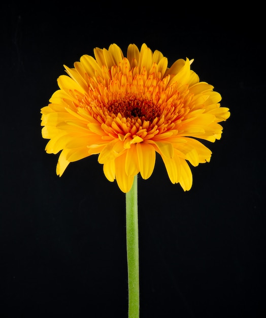 Vista lateral de la flor de gerbera de color amarillo aislada sobre fondo negro