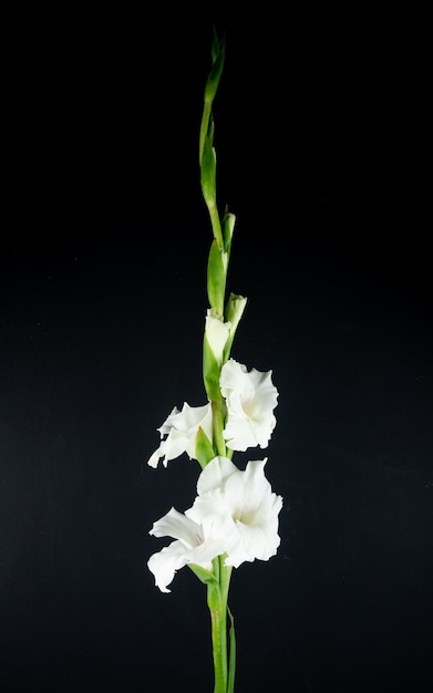 Vista lateral de la flor de gladiolo blanco aislada sobre fondo negro