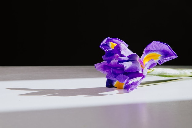 Vista lateral de la flor de iris morado acostado sobre fondo blanco con espacio de copia