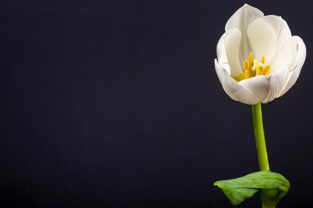 Vista lateral de la flor de tulipán de color blanco aislada en la mesa negra con espacio de copia