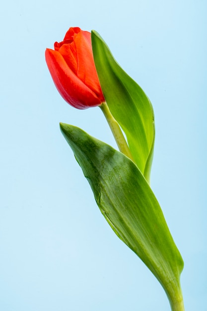 Vista lateral de la flor de tulipán de color rojo aislado en la mesa azul