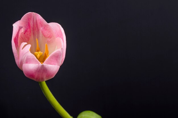 Vista lateral de la flor de tulipán de color rosa aislado en la mesa negra con espacio de copia