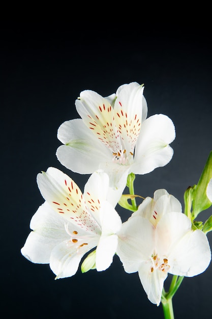 Vista lateral de flores de alstroemeria de color blanco aisladas sobre fondo negro