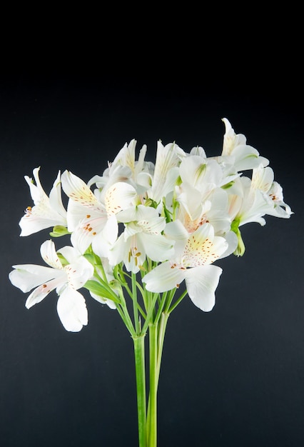 Vista lateral de flores de alstroemeria de color blanco aisladas sobre fondo negro