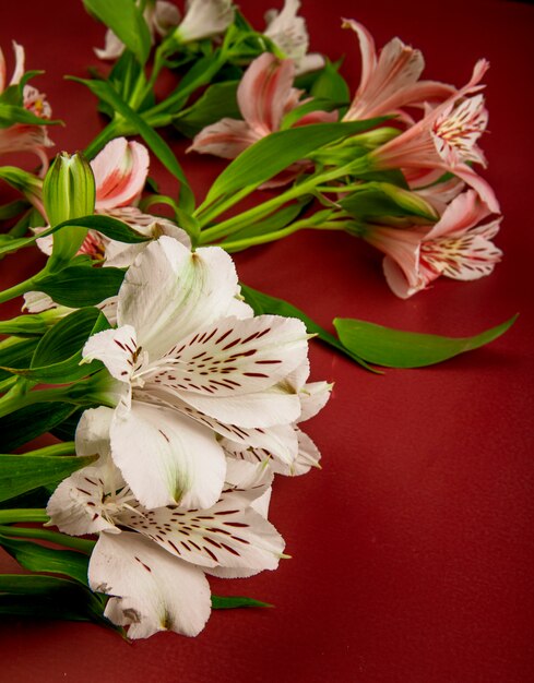 Vista lateral de flores de alstroemeria de color rosa y blanco aisladas sobre fondo rojo